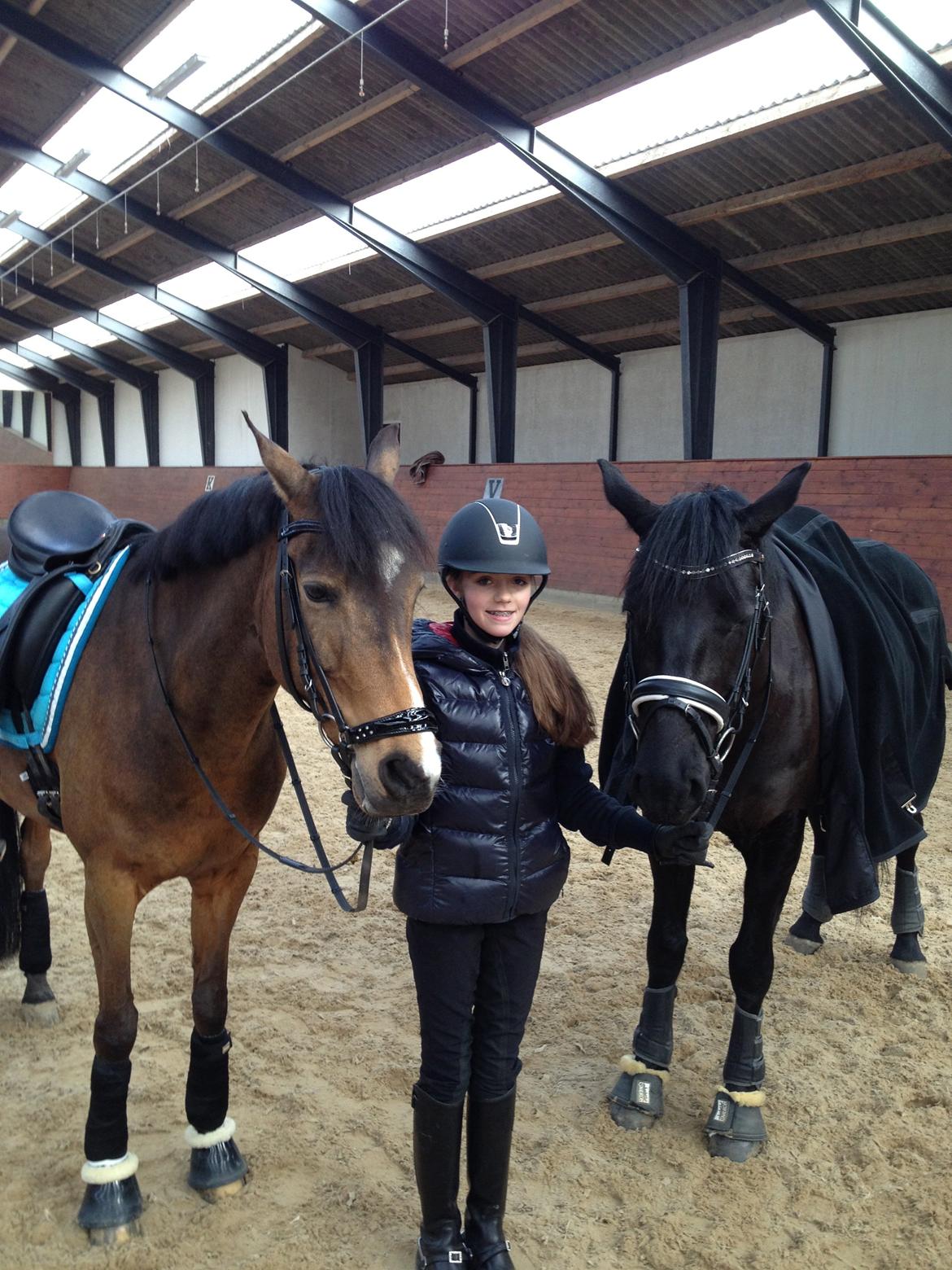 New Forest Orchid's Sheila B-pony - Mine dejlige ponyer elsker dem billede 5