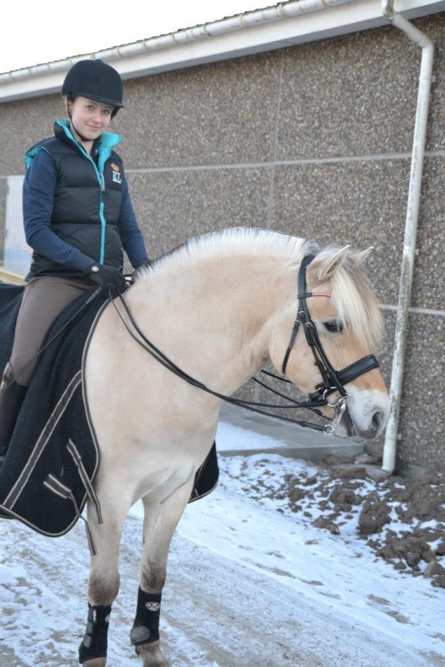 Fjordhest Lucas Kaptain(SOLGT) - Lucas efter træning med kandar! billede 10