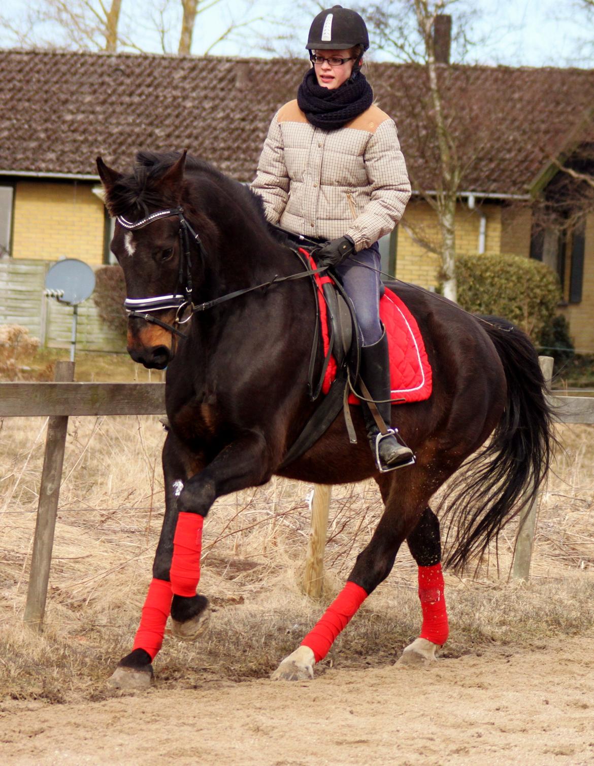 Dansk Varmblod Vesterhavegaard´s Deuchet Epona - Foto : Johanne Mulvad Groot billede 7