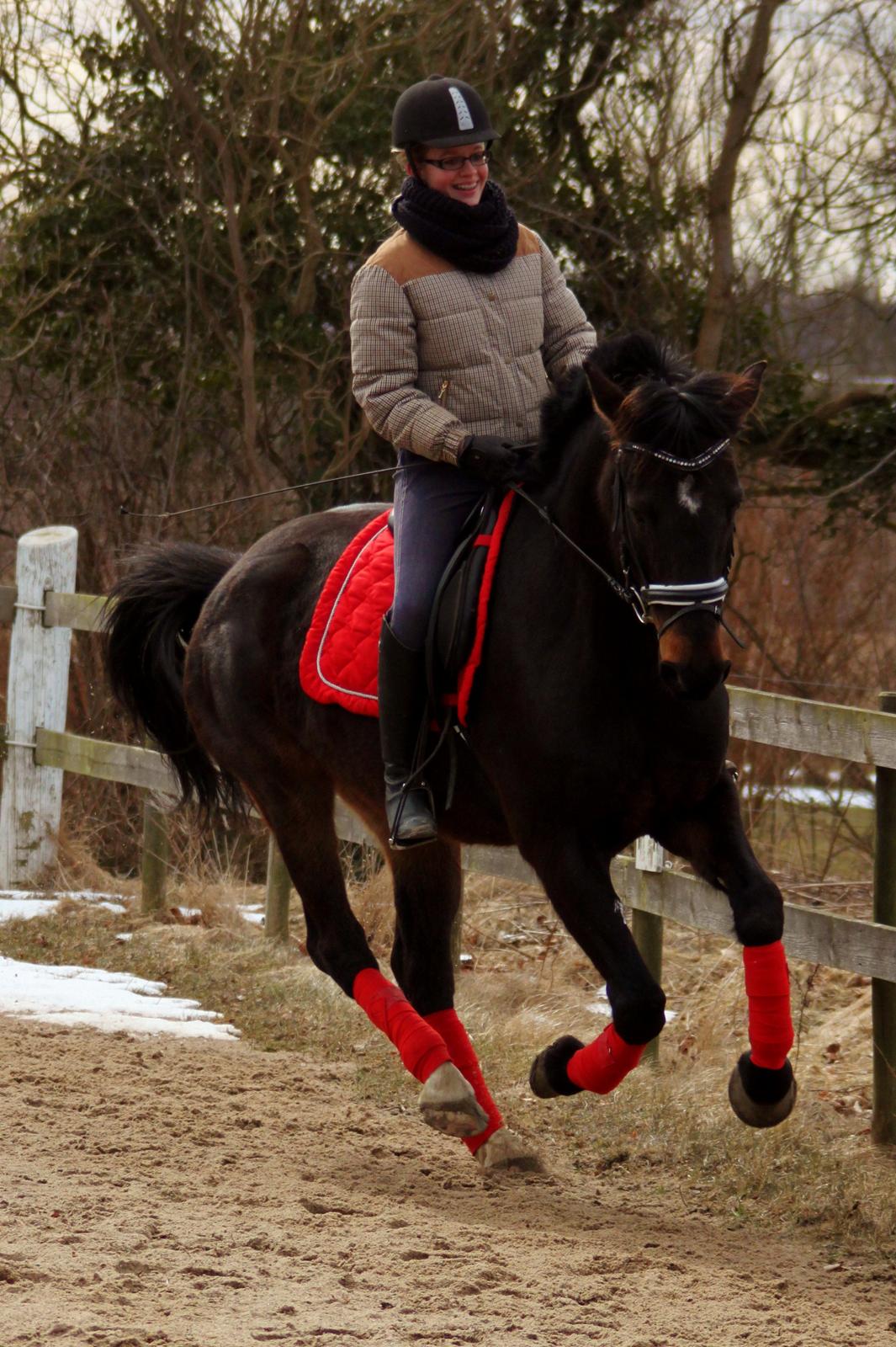 Dansk Varmblod Vesterhavegaard´s Deuchet Epona - Foto : Johanne Mulvad Groot billede 8