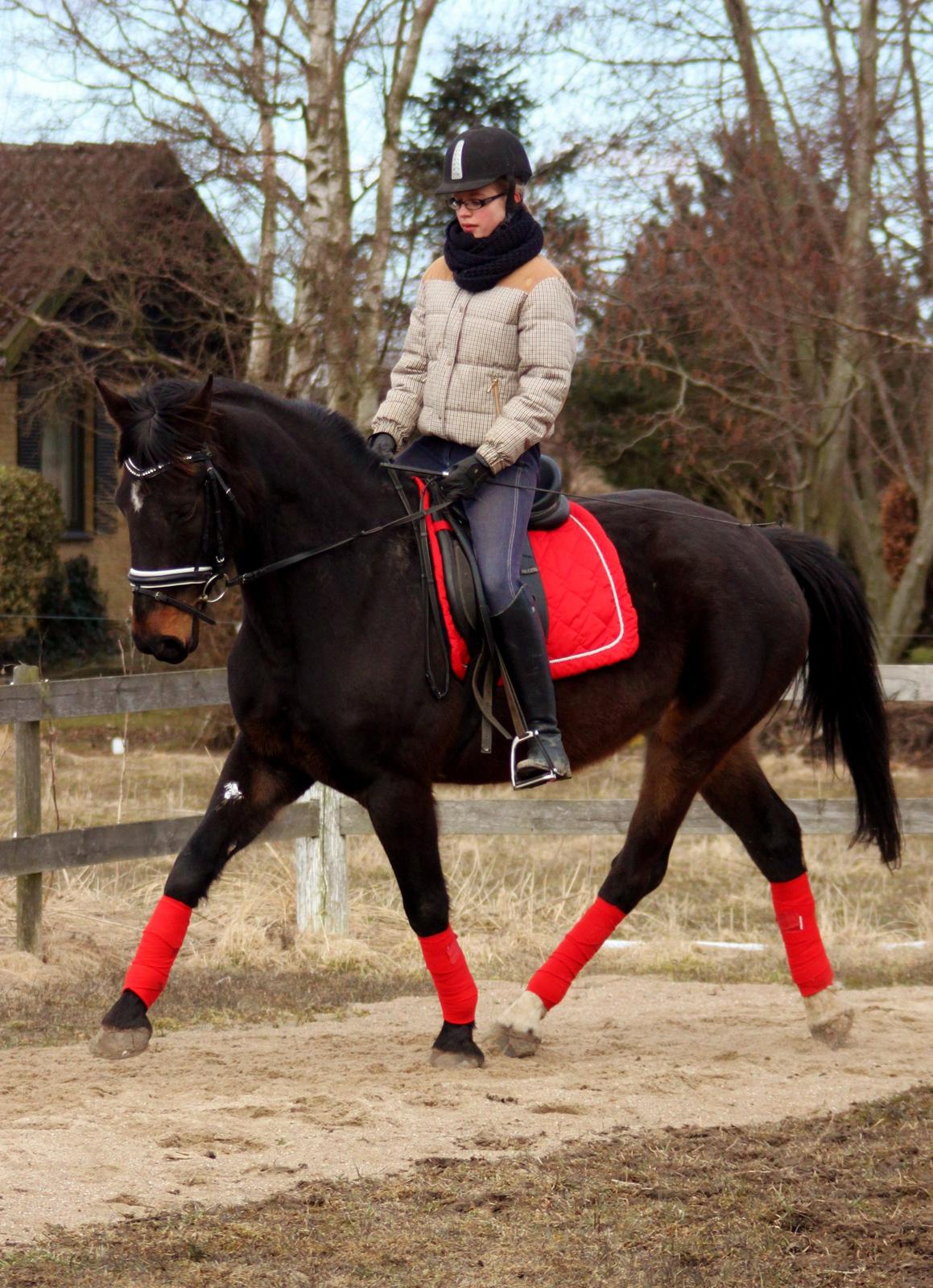 Dansk Varmblod Vesterhavegaard´s Deuchet Epona - Foto : Johanne Mulvad Groot billede 10