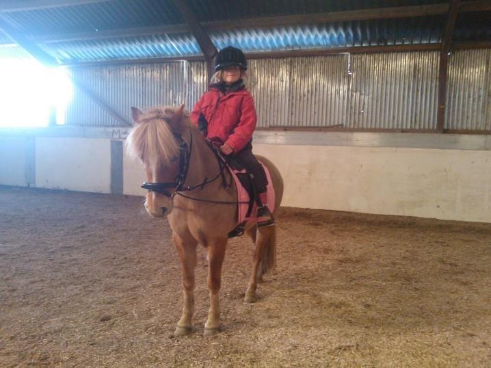 Welsh Pony (sec B) Rødsandgaards Beauty billede 1