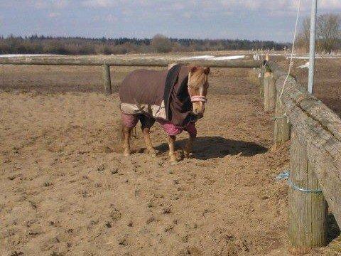 Welsh Pony (sec B) Rødsandgaards Beauty billede 5