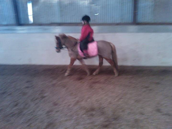 Welsh Pony (sec B) Rødsandgaards Beauty billede 8