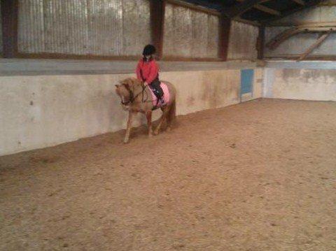 Welsh Pony (sec B) Rødsandgaards Beauty billede 10