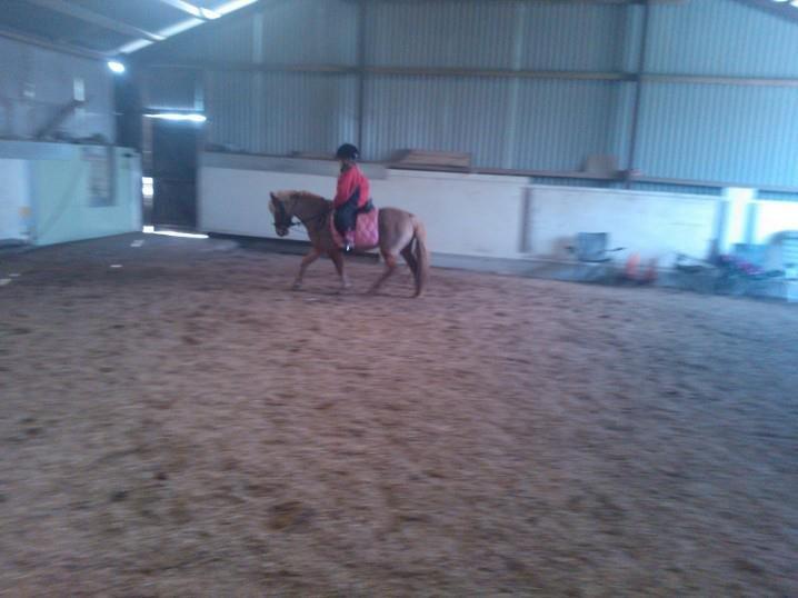 Welsh Pony (sec B) Rødsandgaards Beauty billede 11