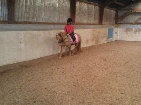 Welsh Pony (sec B) Rødsandgaards Beauty billede 13