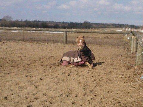 Welsh Pony (sec B) Rødsandgaards Beauty billede 9