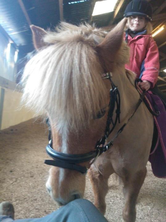 Welsh Pony (sec B) Rødsandgaards Beauty billede 14