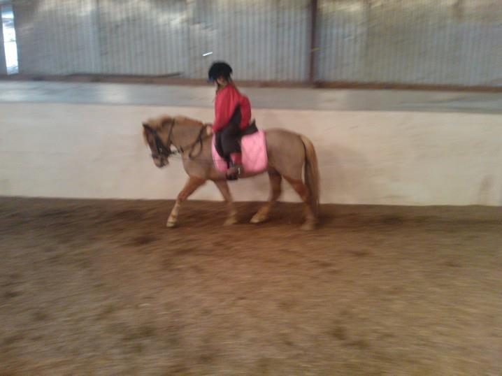 Welsh Pony (sec B) Rødsandgaards Beauty billede 12