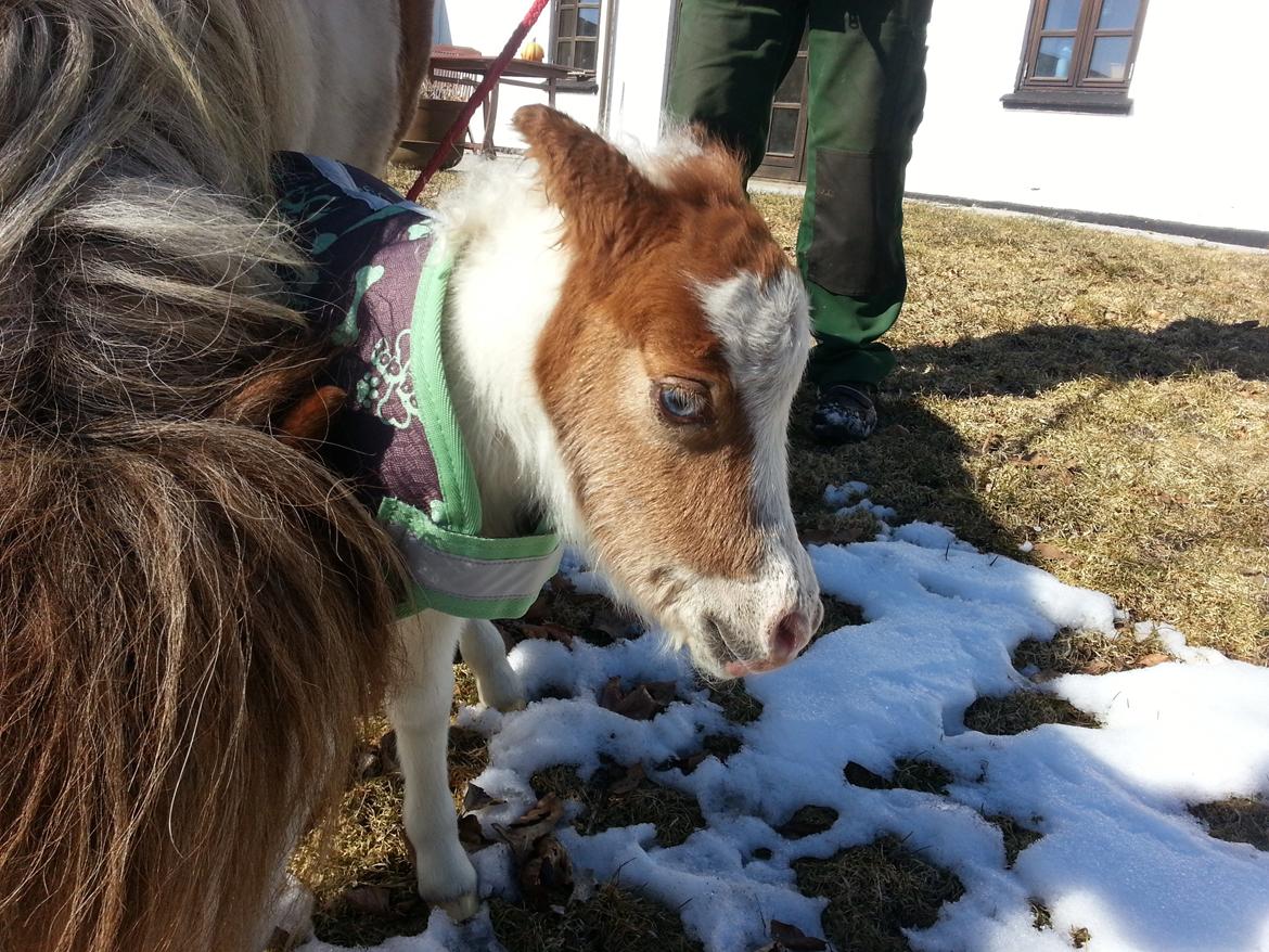 Dansk Miniature Sønderhedens April Sun Z - Et blåt øje ???? billede 2