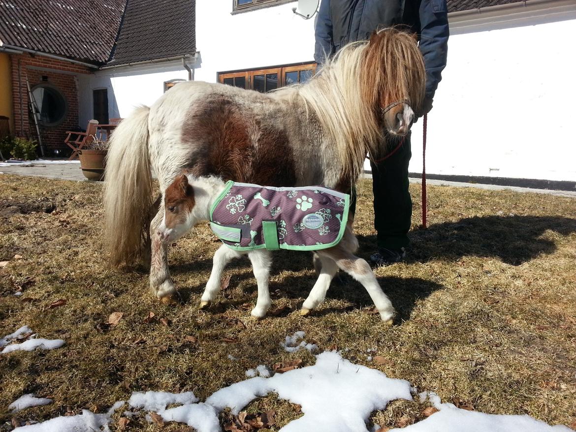 Dansk Miniature Sønderhedens April Sun Z - 27.03.2013 billede 3