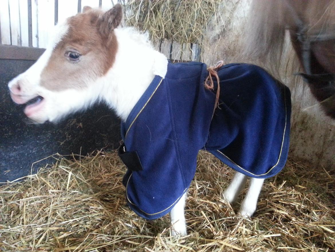 Dansk Miniature Sønderhedens April Sun Z - Føldækken str 50 - for stort, jeg måkke købe hundedækkener str 40 billede 4