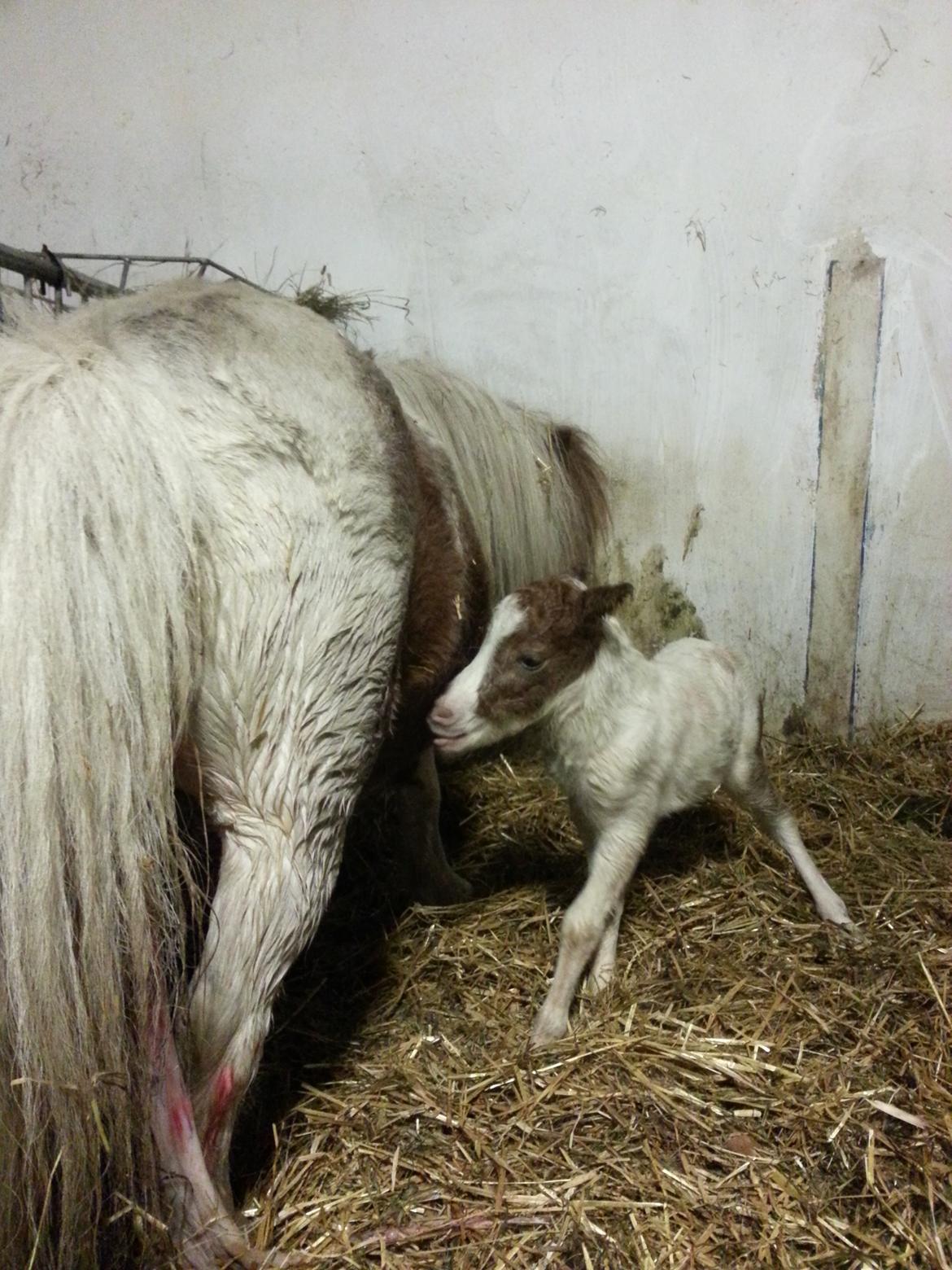 Dansk Miniature Sønderhedens April Sun Z - 26.03.2013 oppe for første gang billede 6