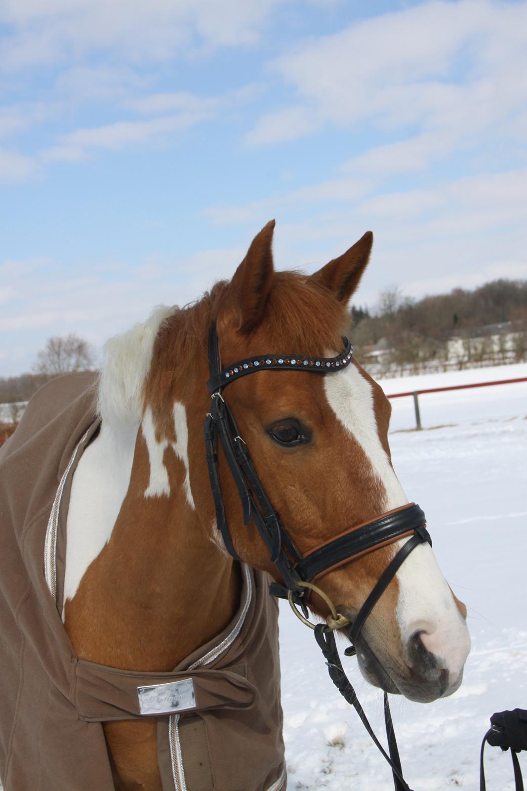 Anden særlig race Trebjerregårds Grand Manier - Verdens smukkeste lille model hest! <3 billede 21