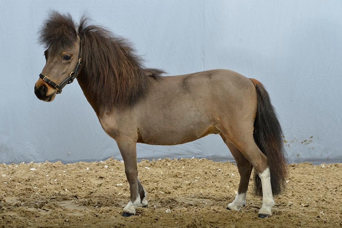 Dansk Miniature KM Showmann billede 2