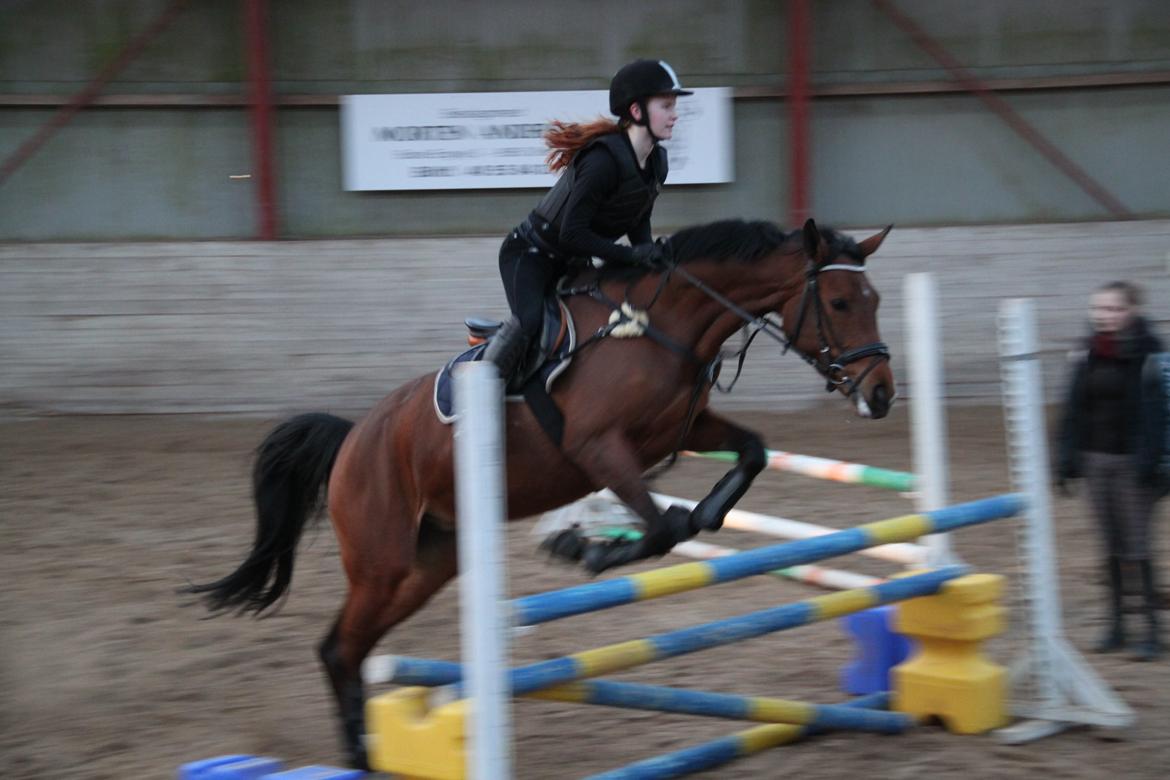 Dansk Varmblod Alicia - 2013 D. 27/3 105 cm sidste springtime :( billede 15