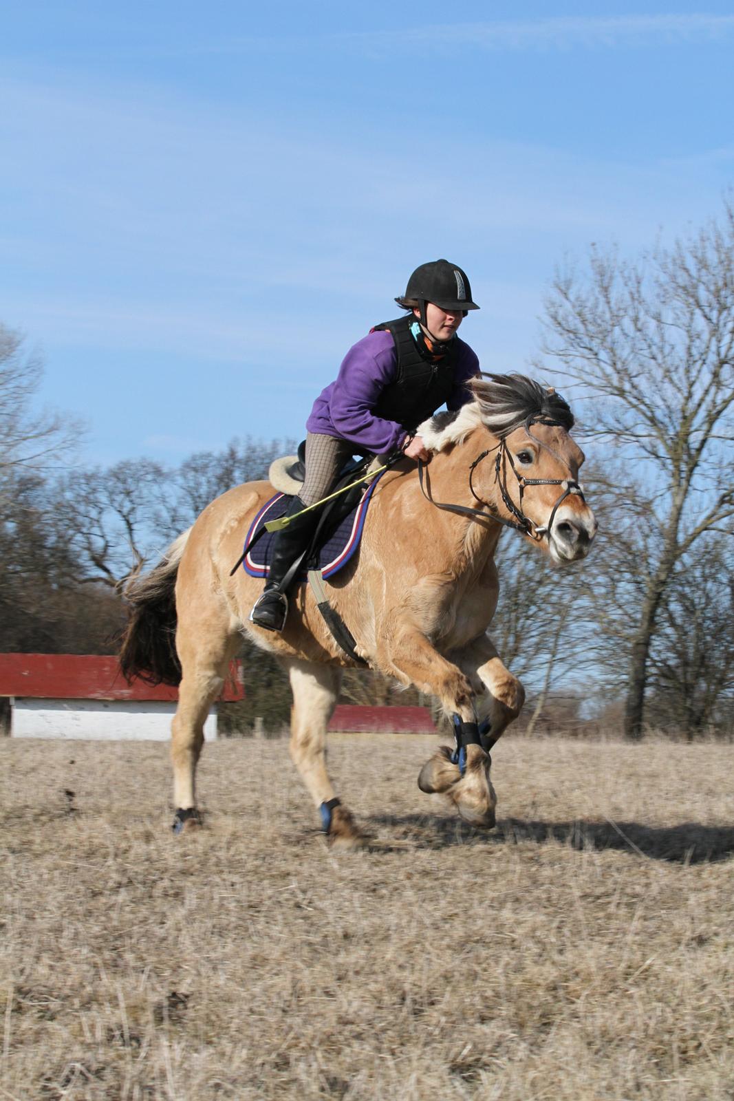 Fjordhest Mastrup Ally - Fra militarytræning ved Eric Smiley på Søborggård. Foto: http://www.facebook.com/FrejaFoto billede 14