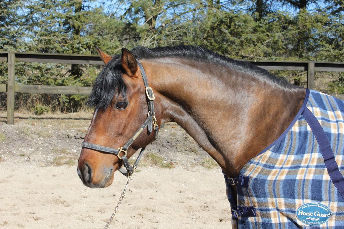 Connemara Hesteklewas Cadot ( B pony) - 27-3-13 <3
Foto: Mathilde HVC billede 8
