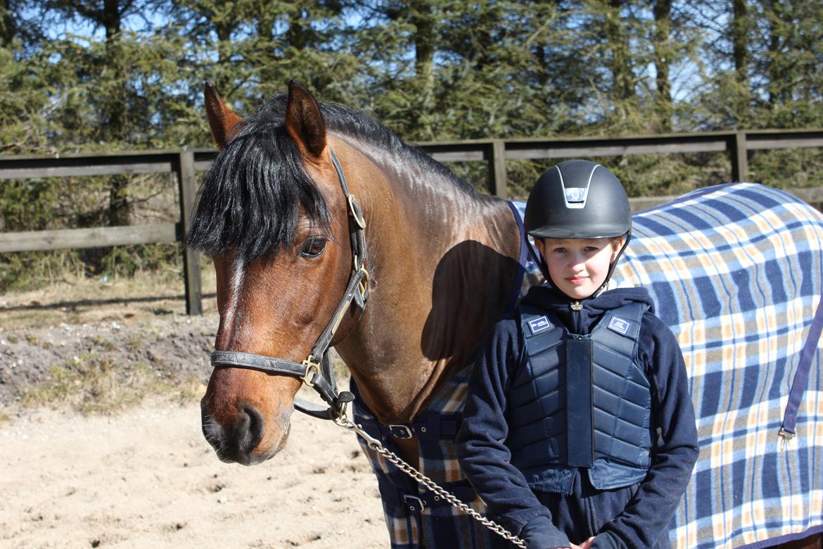 Connemara Hesteklewas Cadot ( B pony) - 27-3-13 <3
Foto: Mathilde HVC billede 6