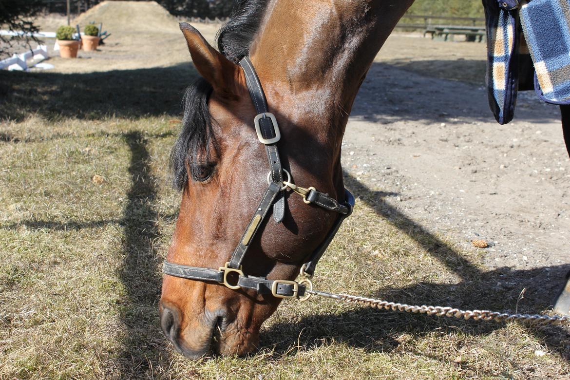 Connemara Hesteklewas Cadot ( B pony) - 27-3-13 <3
Foto: Mathilde HVC billede 5