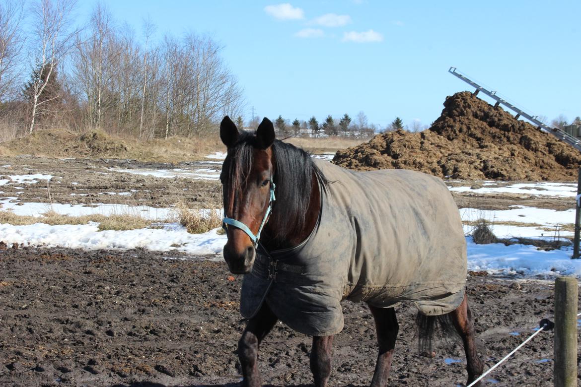 Traver Odin Toft - Den flotte dreng på folden  billede 11