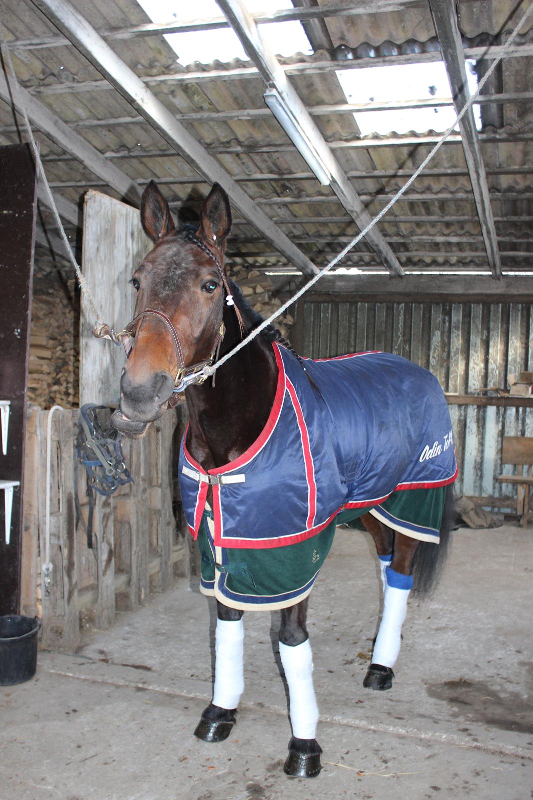 Traver Odin Toft - Odin gjord klar til start i Sverige :) billede 16