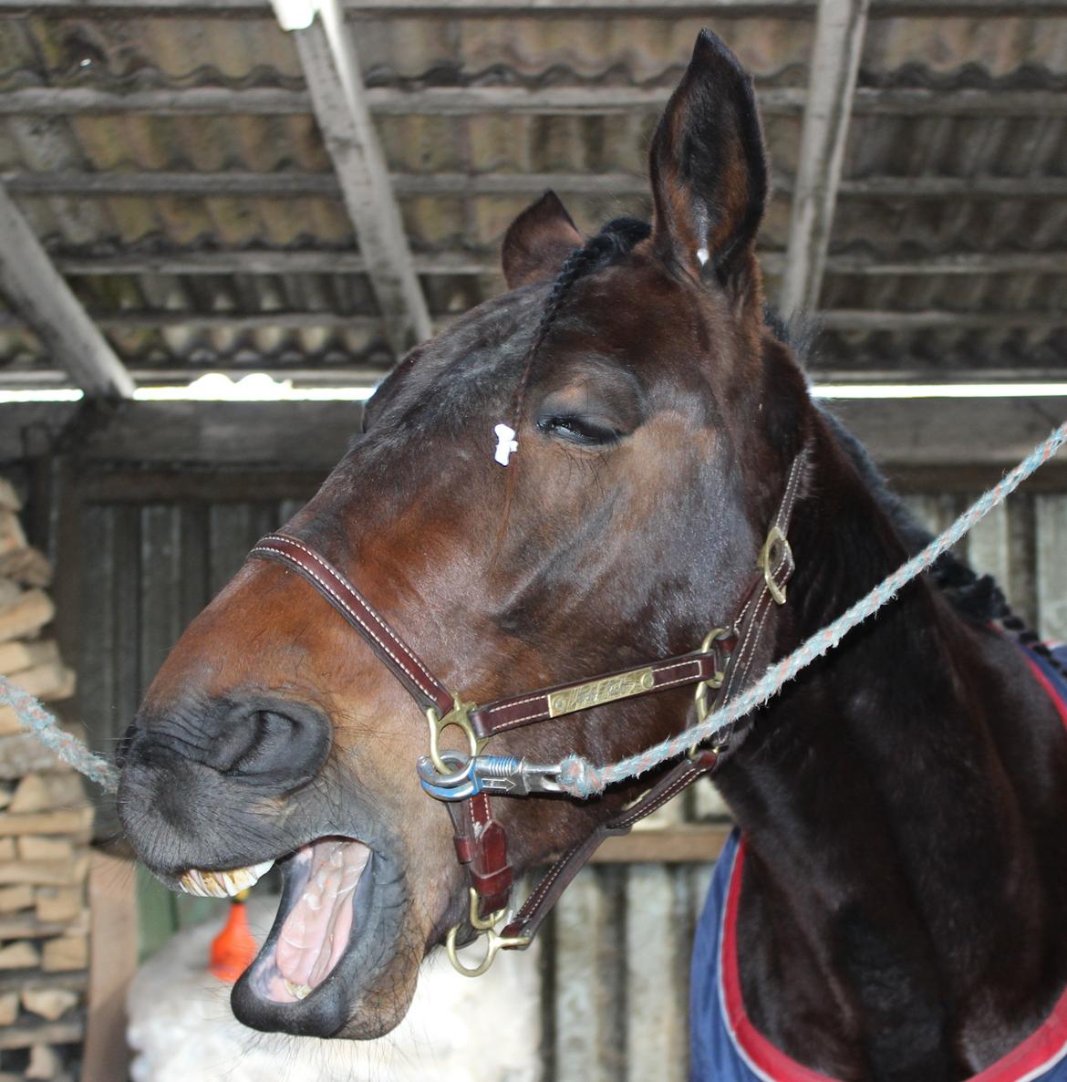 Traver Odin Toft - Når man hedder Odin, kan man godt blive træt efter 1½time nussen og klargøring til trav :) billede 9