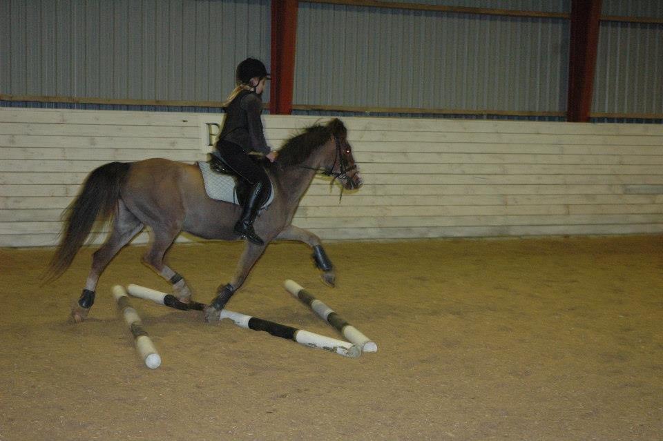 Welsh Mountain (sec A) Petra’s Dienie (Daisy) <3 - Daisy træner bomme billede 14