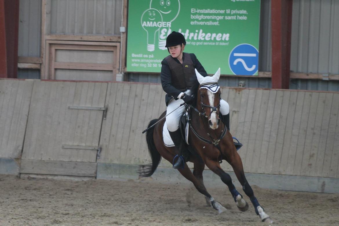 Hollandsk Varmblod Meindert <3 billede 8