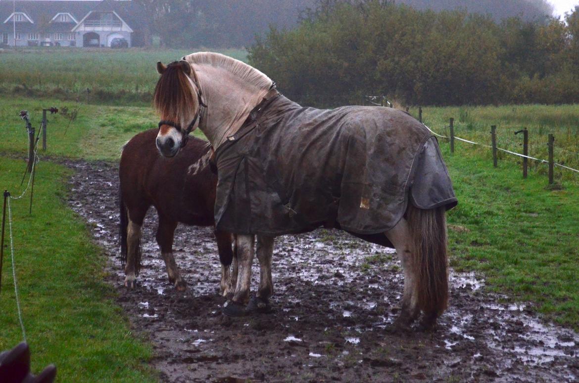 Fjordhest Dukan billede 8