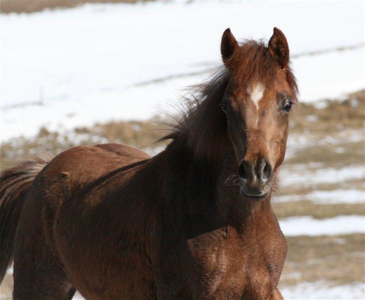 Arabisk fuldblod (OX) Shamiaah APN ( LEASET 2022-23) SOLGT billede 13