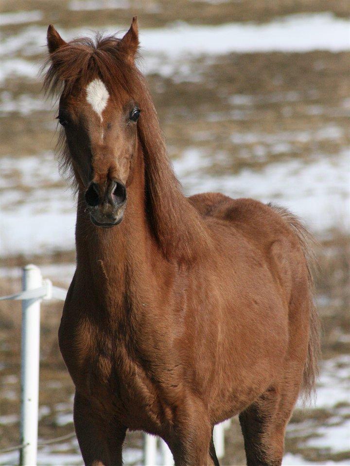 Arabisk fuldblod (OX) Shamiaah APN ( LEASET 2022-23) SOLGT billede 12