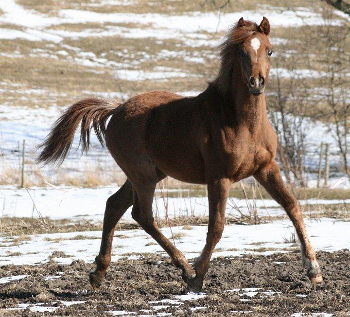 Arabisk fuldblod (OX) Shamiaah APN ( LEASET 2022-23) SOLGT billede 14