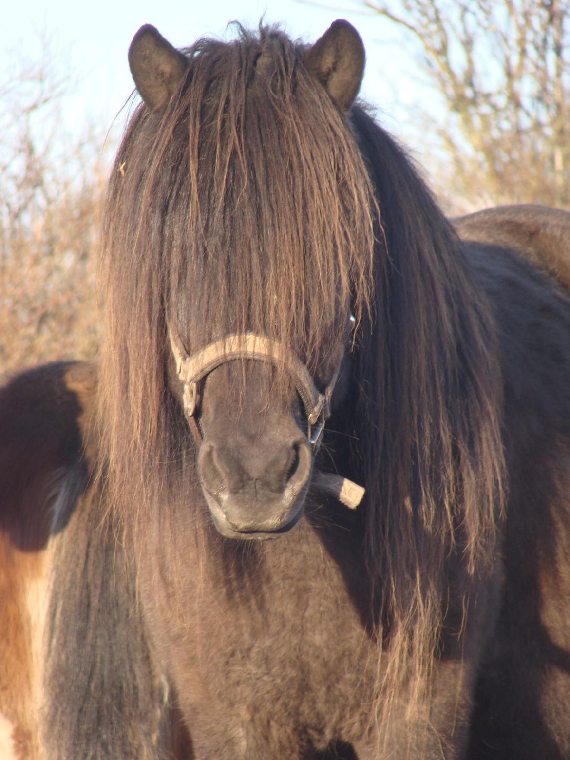 Islænder Vaka fra Stårup billede 5