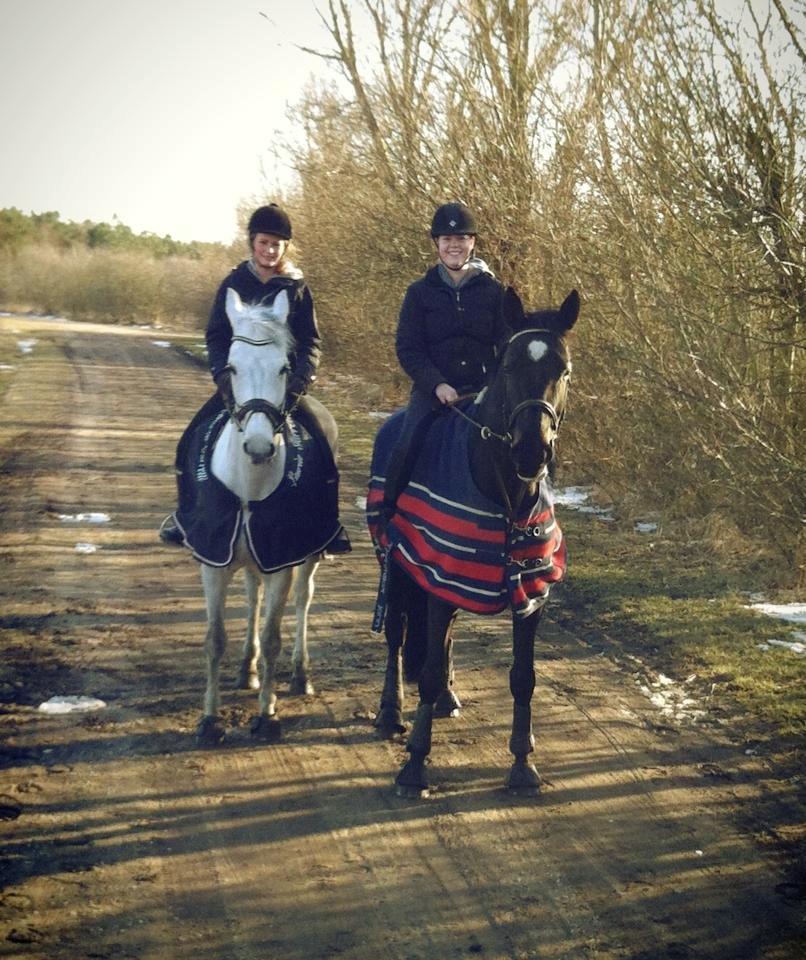 Dansk Varmblod - Carnival (B-HEST) [HIMMEL HEST] - 15) billede 15