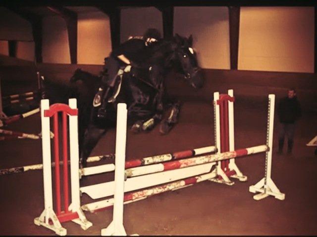 Dansk Varmblod - Carnival (B-HEST) [HIMMEL HEST] - 2) billede 2