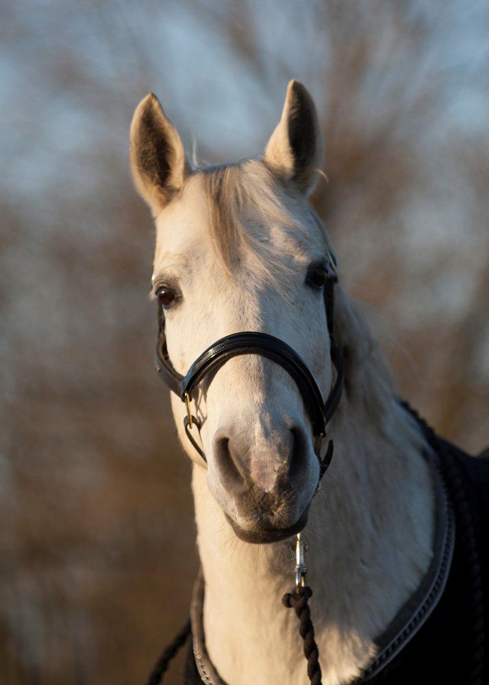 Anden særlig race Silverlea Picasso - Foto: Tine Bjørnø. Marts 2012.  billede 2