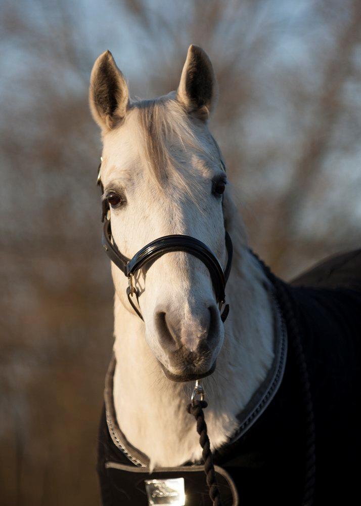 Anden særlig race Silverlea Picasso - Foto: Tine Bjørnø. Marts 2013. billede 11