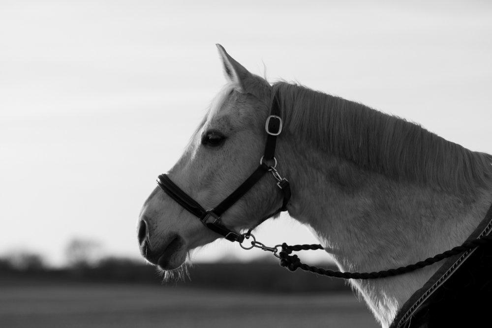 Anden særlig race Silverlea Picasso - Foto: Tine Bjørnø. Marts 2013. billede 7
