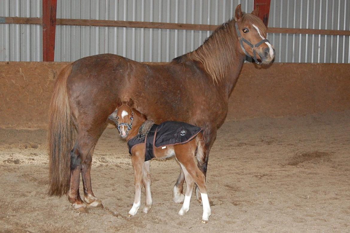 Welsh Pony (sec B) ChaTho´s Zippo - 20 marts 2013 - 2 dage gammel billede 38