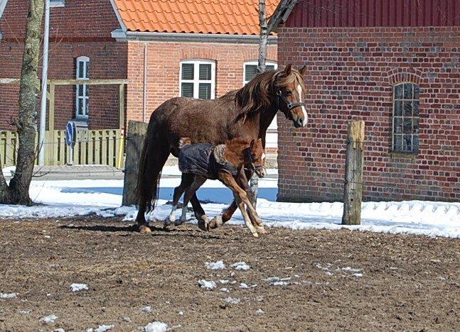 Welsh Pony (sec B) ChaTho´s Zippo - 24 marts 2013 billede 35