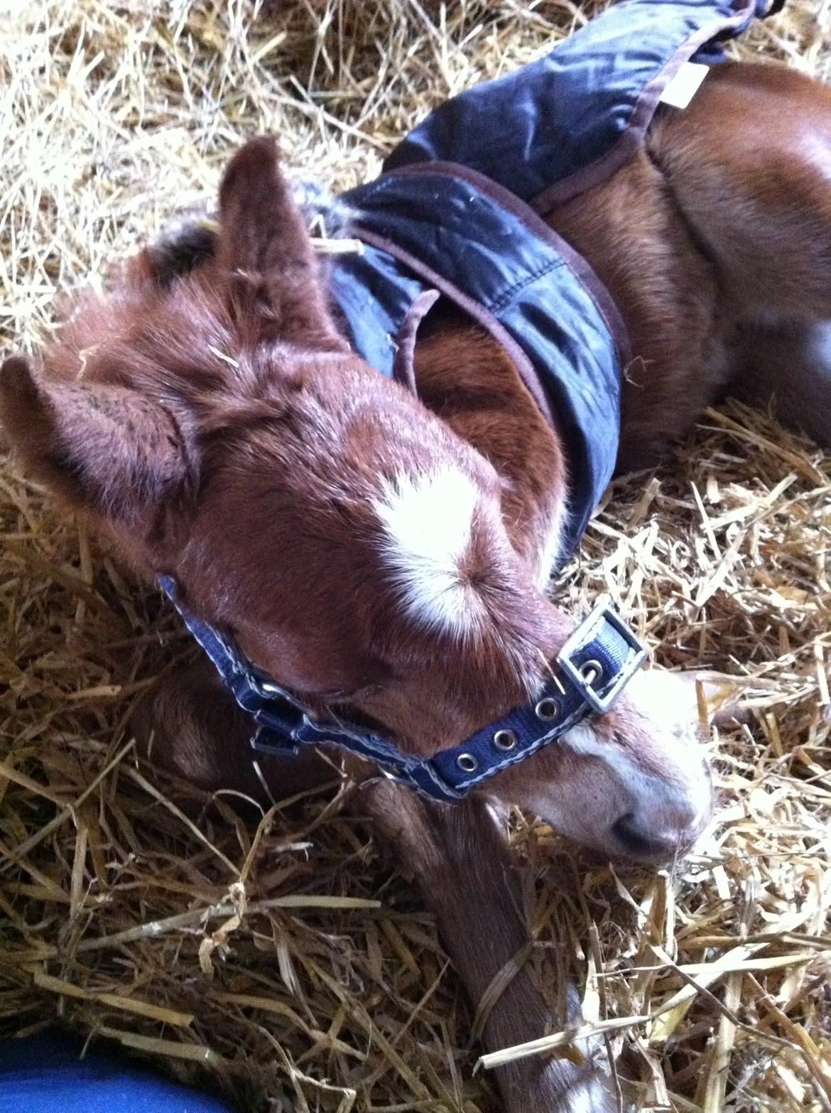 Welsh Pony (sec B) ChaTho´s Zippo - 19 marts 20213  - 1 dag gammel billede 41