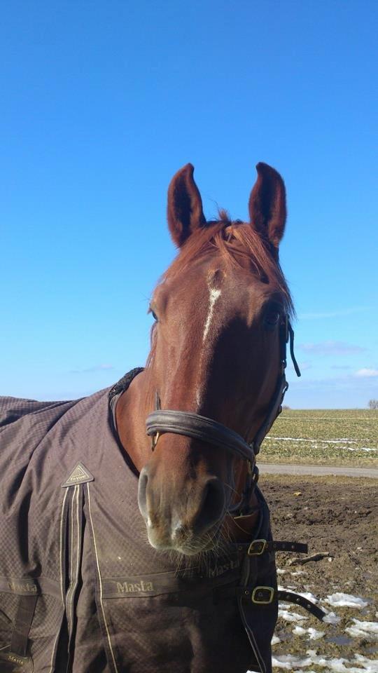 Frederiksborg Dandi Fuglebjerg billede 5