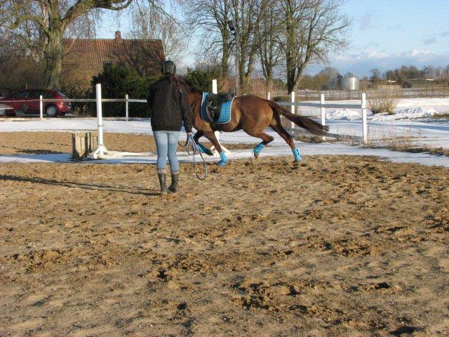 Dansk Varmblod Lille Daugårds Lady Hit billede 2