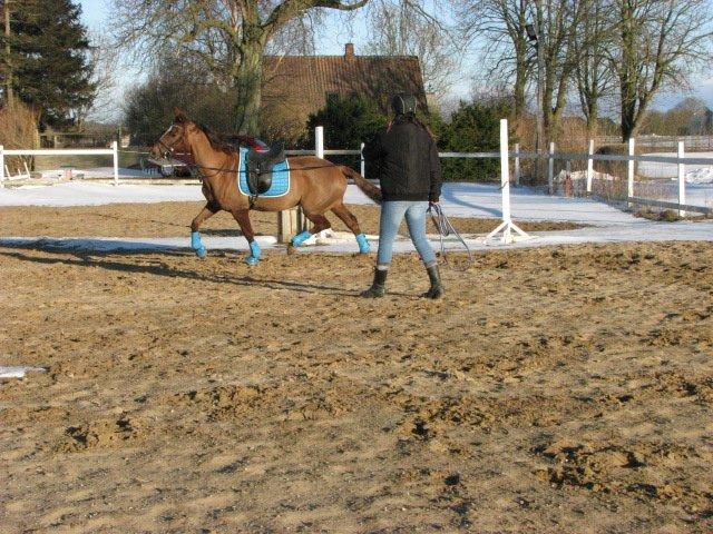 Dansk Varmblod Lille Daugårds Lady Hit billede 3