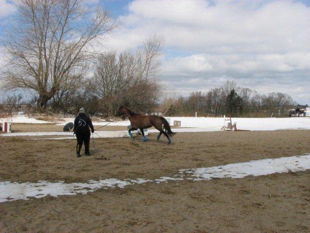 Dansk Varmblod Lille Daugårds Lady Hit billede 4