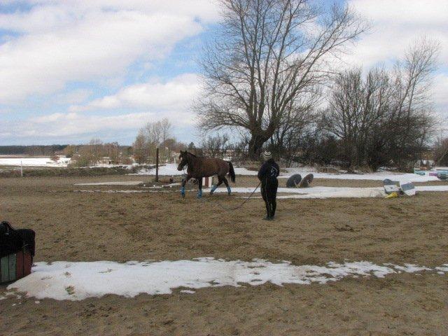 Dansk Varmblod Lille Daugårds Lady Hit billede 5