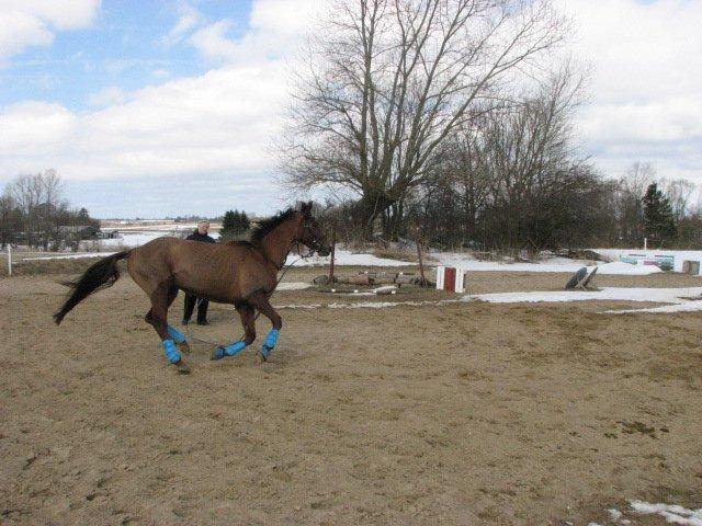 Dansk Varmblod Lille Daugårds Lady Hit billede 6