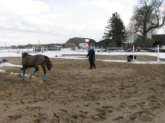 Dansk Varmblod Lille Daugårds Lady Hit billede 8